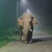 Jamshedpur rural elephant terror : चाकुलिया में रामलाल हाथी ने एसएफसी गोदाम के शटर को तोड़ा, खाया चावल Jamshedpur rural elephant terror : चाकुलिया में रामलाल हाथी ने एसएफसी गोदाम के शटर को तोड़ा, खाया चावल