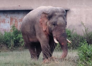 Jamshedpur rural elephant terror : बहरागोड़ा के काजू जंगल में हाथियों का झुंड, अनहोनी की आशंका Jamshedpur rural elephant terror : बहरागोड़ा के काजू जंगल में हाथियों का झुंड, अनहोनी की आशंका