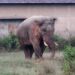 Jamshedpur rural elephant terror : बहरागोड़ा के काजू जंगल में हाथियों का झुंड, अनहोनी की आशंका Jamshedpur rural elephant terror : बहरागोड़ा के काजू जंगल में हाथियों का झुंड, अनहोनी की आशंका