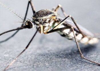 Jamshedpur malaria : पूर्वी सिंहभूम में मलेरिया का कहर जारी, 14 दिनों में मिले 1,826 मरीज, शनिवार को 110 नए संक्रमित Jamshedpur malaria : पूर्वी सिंहभूम में मलेरिया का कहर जारी, 14 दिनों में मिले 1,826 मरीज, शनिवार को 110 नए संक्रमित