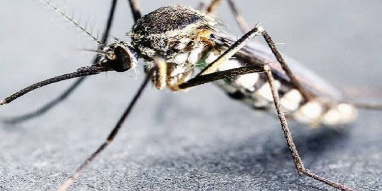 Jamshedpur malaria : पूर्वी सिंहभूम में मलेरिया का कहर जारी, 14 दिनों में मिले 1,826 मरीज, शनिवार को 110 नए संक्रमित