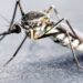Jamshedpur malaria : पूर्वी सिंहभूम में मलेरिया का कहर जारी, 14 दिनों में मिले 1,826 मरीज, शनिवार को 110 नए संक्रमित