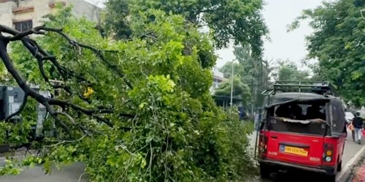 Adityapur incident – आदित्यपुर में सड़क पर गिरा पेड़, आवागमन प्रभावित
