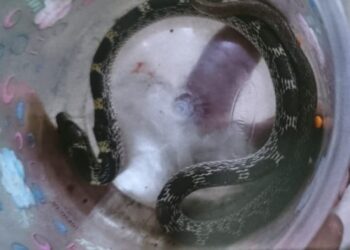 Jamshedpur snake bite – बरसात में बढ़े सर्पदंश के मामले, एमजीएम अस्पताल पहुंचे कई मरीज, दो परिजन सांप को डिब्बे में बंद कर लाए