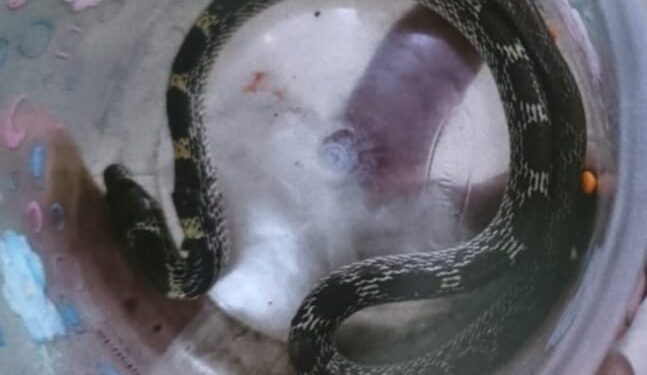 Jamshedpur snake bite – बरसात में बढ़े सर्पदंश के मामले, एमजीएम अस्पताल पहुंचे कई मरीज, दो परिजन सांप को डिब्बे में बंद कर लाए