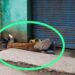 Jamshedpur body found – परसुडीह में भिक्षुक महिला का शव बरामद, सनसनी
