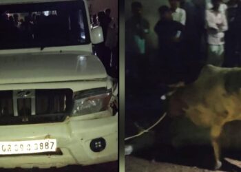 Jamshedpur border area cattle recovered – जमशेदपुर से सटे कपाली में मवेशियों से भरा बोलेरो जब्त, चालक फरार