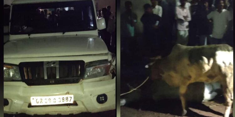 Jamshedpur border area cattle recovered – जमशेदपुर से सटे कपाली में मवेशियों से भरा बोलेरो जब्त, चालक फरार Jamshedpur border area cattle recovered – जमशेदपुर से सटे कपाली में मवेशियों से भरा बोलेरो जब्त, चालक फरार