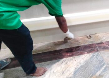 Jamshedpur snake in mgm hospital – एमजीएम अस्पताल की आर्थो ओपीडी में घुसा जहरीला सांप, मरीजों में मची अफरा-तफरी