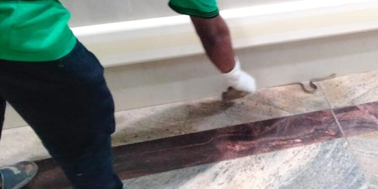 Jamshedpur snake in mgm hospital – एमजीएम अस्पताल की आर्थो ओपीडी में घुसा जहरीला सांप, मरीजों में मची अफरा-तफरी