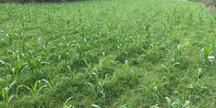 Jamshedpur rural farmers change their plan : अल नीनो के कारण अल्प वर्षा की आशंका के बीच किसानों का बदला रुख, धान के साथ मकई की खेती पर बढ़ा जोर Jamshedpur rural farmers change their plan : अल नीनो के कारण अल्प वर्षा की आशंका के बीच किसानों का बदला रुख, धान के साथ मकई की खेती पर बढ़ा जोर