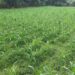 Jamshedpur rural farmers change their plan : अल नीनो के कारण अल्प वर्षा की आशंका के बीच किसानों का बदला रुख, धान के साथ मकई की खेती पर बढ़ा जोर
