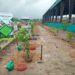 tata steel uisl van mahotsav : टाटा स्टील यूआइएसएल ने मनाया वन महोत्सव, 1,400 से अधिक पौधे लगाए और बांटे गए