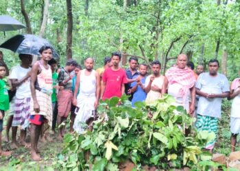 Jamshedpur rural ashadhi puja : डुमरिया के गमिराकोचा जाहेरथान में आषाढ़ी पूजा आयोजित, की गई अच्छी वर्षा, खेती व क्षेत्र की समृद्धि की कामना