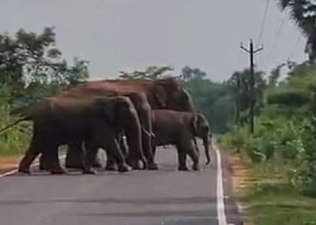 Jamshedpur rural road blocked due to tuskers : चाकुलिया – मटिहाना मुख्य सड़क पर आ पहुंचा चार हाथियों का दल, सड़क पर यातायात कुछ देर के लिए हुआ ठप, देखें video