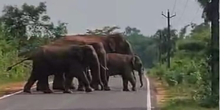 Jamshedpur rural road blocked due to tuskers : चाकुलिया – मटिहाना मुख्य सड़क पर आ पहुंचा चार हाथियों का दल, सड़क पर यातायात कुछ देर के लिए हुआ ठप, देखें video Jamshedpur rural road blocked due to tuskers : चाकुलिया – मटिहाना मुख्य सड़क पर आ पहुंचा चार हाथियों का दल, सड़क पर यातायात कुछ देर के लिए हुआ ठप, देखें video