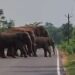Jamshedpur rural road blocked due to tuskers : चाकुलिया – मटिहाना मुख्य सड़क पर आ पहुंचा चार हाथियों का दल, सड़क पर यातायात कुछ देर के लिए हुआ ठप, देखें video Jamshedpur rural road blocked due to tuskers : चाकुलिया – मटिहाना मुख्य सड़क पर आ पहुंचा चार हाथियों का दल, सड़क पर यातायात कुछ देर के लिए हुआ ठप, देखें video