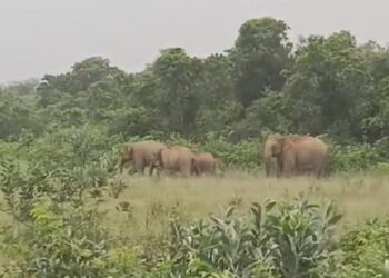 Jamshedpur rural tusker terror : बहरागोड़ा के बेनाशोली काजू जंगल में जमा आधा दर्जन हाथियों का झुंड, मानुषमुड़िया एवं आसपास के गांवों में दहशत का माहौल