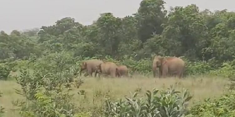 Jamshedpur rural tusker terror : बहरागोड़ा के बेनाशोली काजू जंगल में जमा आधा दर्जन हाथियों का झुंड, मानुषमुड़िया एवं आसपास के गांवों में दहशत का माहौल Jamshedpur rural tusker terror : बहरागोड़ा के बेनाशोली काजू जंगल में जमा आधा दर्जन हाथियों का झुंड, मानुषमुड़िया एवं आसपास के गांवों में दहशत का माहौल