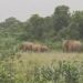 Jamshedpur rural tusker terror : बहरागोड़ा के बेनाशोली काजू जंगल में जमा आधा दर्जन हाथियों का झुंड, मानुषमुड़िया एवं आसपास के गांवों में दहशत का माहौल Jamshedpur rural tusker terror : बहरागोड़ा के बेनाशोली काजू जंगल में जमा आधा दर्जन हाथियों का झुंड, मानुषमुड़िया एवं आसपास के गांवों में दहशत का माहौल