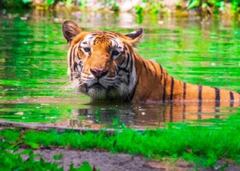 Jamshedpur world tiger day : बाघों के संरक्षण का संदेश देती हैं टाटा जू के बाघों की यह तस्वीर, बुधवार को पूरे विश्व में मनाया गया टाइगर्स डे
