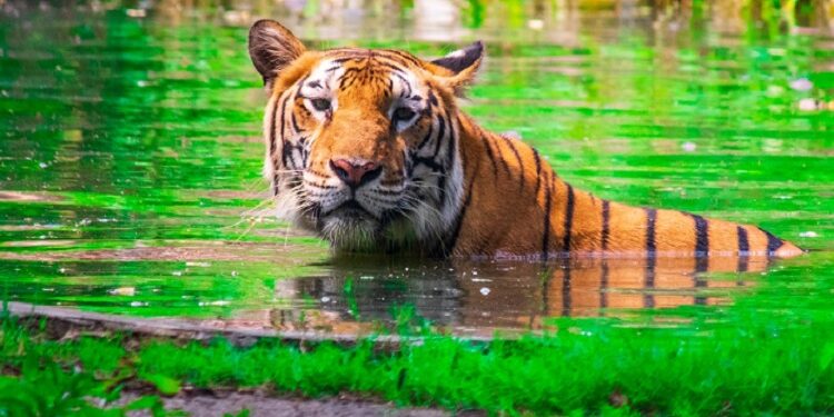 Jamshedpur world tiger day : बाघों के संरक्षण का संदेश देती हैं टाटा जू के बाघों की यह तस्वीर, बुधवार को पूरे विश्व में मनाया गया टाइगर्स डे