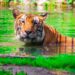 Jamshedpur world tiger day : बाघों के संरक्षण का संदेश देती हैं टाटा जू के बाघों की यह तस्वीर, बुधवार को पूरे विश्व में मनाया गया टाइगर्स डे Jamshedpur world tiger day : बाघों के संरक्षण का संदेश देती हैं टाटा जू के बाघों की यह तस्वीर, बुधवार को पूरे विश्व में मनाया गया टाइगर्स डे