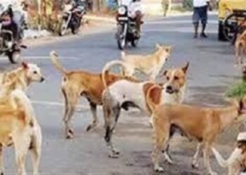 Jamshedpur rural dogs terror : चाकुलिया नगर पंचायत क्षेत्र में कुत्तों के आतंक से लोग परेशान, लोगों ने नगर पंचायत पदाधिकारी के नाम सौंपा ज्ञापन