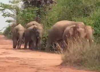 Jamshedpur rural elephant terror : चाकुलिया में गजराज क्षेत्र में यमराज बन कर रहे हैं विचरण, कई ग्रामीणों की गई जान