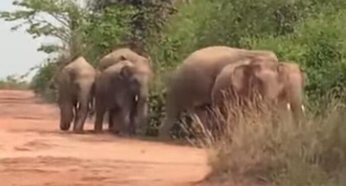 Jamshedpur rural elephant terror : चाकुलिया में गजराज क्षेत्र में यमराज बन कर रहे हैं विचरण, कई ग्रामीणों की गई जान