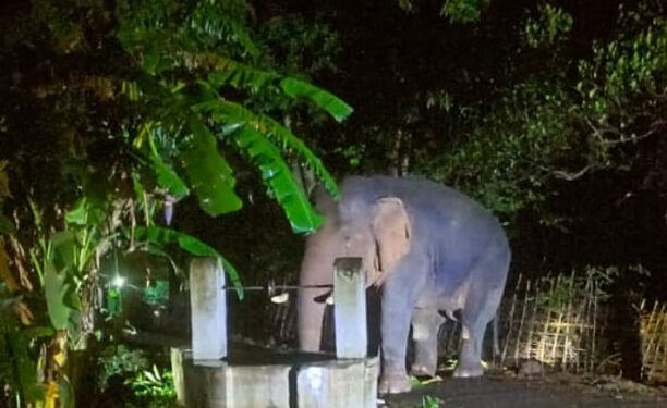 Jamshedpur rural elephant – चाकुलिया में भोजन व पानी की तलाश में भटक रहें हाथी, देर रात कुएं के पास पहुंचा गजराज