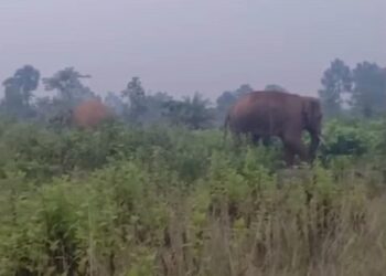 Jamshedpur rural elephant terror : बहरागोड़ा के भूतिया जंगल में पहुंचा हाथियों का दल, ग्रामीण भयभीत