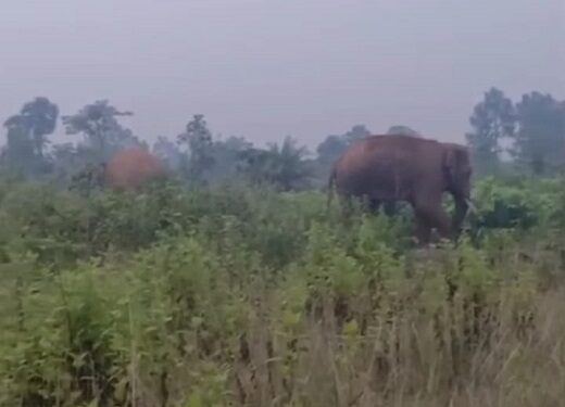 Jamshedpur rural elephant terror : बहरागोड़ा के भूतिया जंगल में पहुंचा हाथियों का दल, ग्रामीण भयभीत Jamshedpur rural elephant terror : बहरागोड़ा के भूतिया जंगल में पहुंचा हाथियों का दल, ग्रामीण भयभीत