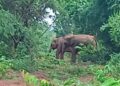 jamshedpur rural- बहरागोड़ा के केशरदा साल जंगल में हाथियों ने डाला डेरा, ग्रामीणों में दहशत, वन विभाग सक्रिय jamshedpur rural- बहरागोड़ा के केशरदा साल जंगल में हाथियों ने डाला डेरा, ग्रामीणों में दहशत, वन विभाग सक्रिय