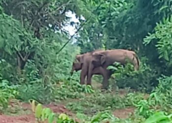 jamshedpur rural- बहरागोड़ा के केशरदा साल जंगल में हाथियों ने डाला डेरा, ग्रामीणों में दहशत, वन विभाग सक्रिय
