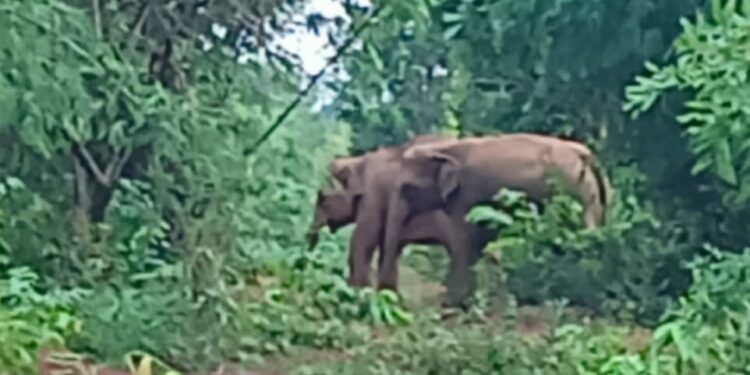 jamshedpur rural- बहरागोड़ा के केशरदा साल जंगल में हाथियों ने डाला डेरा, ग्रामीणों में दहशत, वन विभाग सक्रिय