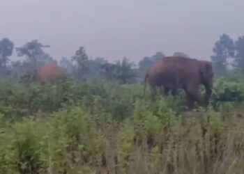 jamshedpur rural-चाकुलिया के सोनाहातु गांव में पहुंचा हाथियों का दल, लोगों में दहशत, देखिए video jamshedpur rural-चाकुलिया के सोनाहातु गांव में पहुंचा हाथियों का दल, लोगों में दहशत, देखिए video