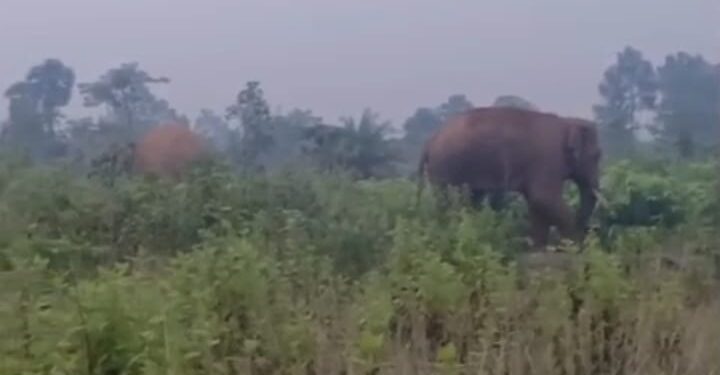 jamshedpur rural-चाकुलिया के सोनाहातु गांव में पहुंचा हाथियों का दल, लोगों में दहशत, देखिए video jamshedpur rural-चाकुलिया के सोनाहातु गांव में पहुंचा हाथियों का दल, लोगों में दहशत, देखिए video