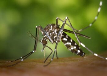 Jamshedpur 14 new malaria patients found : सोमवार को पूर्वी सिंहभूम के 2223 लोगों की जांच में मिले मलेरिया के 14 नये मरीज, जिले में मलेरिया नियंत्रण के लिए अभियान जारी Jamshedpur 14 new malaria patients found : सोमवार को पूर्वी सिंहभूम के 2223 लोगों की जांच में मिले मलेरिया के 14 नये मरीज, जिले में मलेरिया नियंत्रण के लिए अभियान जारी