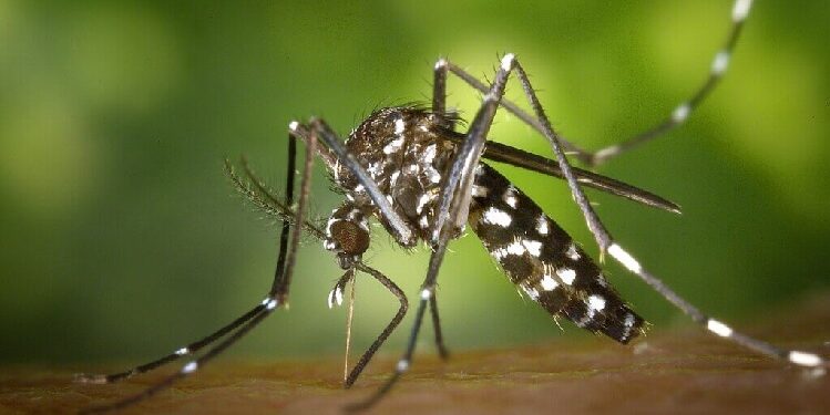 Jamshedpur 14 new malaria patients found : सोमवार को पूर्वी सिंहभूम के 2223 लोगों की जांच में मिले मलेरिया के 14 नये मरीज, जिले में मलेरिया नियंत्रण के लिए अभियान जारी