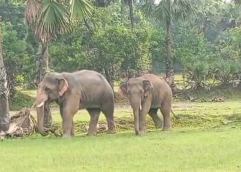 jamshedpur rural-चाकुलिया के खैरबनी गांव के पास पहुंचा दो हाथियों का झुंड, ग्रामीणों ने जंगल की ओर खदेड़ा