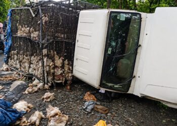 jamshedpur rural accident- पोटका में तेज रफ्तार मुर्गो से भरा पिकअप वैन पलटा, चालक गंभीर रूप से घायल