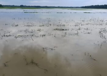 jamshedpur rural-बहरागोड़ा में नदी का जलस्तर हुआ कम, घटने लगा खेतों का पानी, किसानों ने ली राहत की सांस