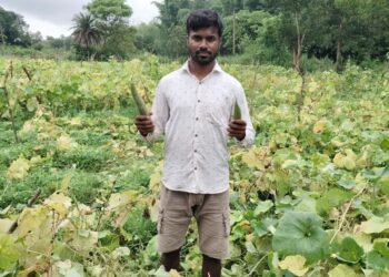 jamshedpur rural- चाकुलिया के पाकुड़िया गांव में हाथियों का उत्पात, सब्जी व मकई फसल को किया क्षतिग्रस्त, हजारों का नुकसान, किसान चिंतित