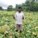 jamshedpur rural- चाकुलिया के पाकुड़िया गांव में हाथियों का उत्पात, सब्जी व मकई फसल को किया क्षतिग्रस्त, हजारों का नुकसान, किसान चिंतित jamshedpur rural- चाकुलिया के पाकुड़िया गांव में हाथियों का उत्पात, सब्जी व मकई फसल को किया क्षतिग्रस्त, हजारों का नुकसान, किसान चिंतित