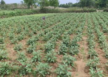 Jamshedpur continuous rains mar vegetable crops : गालूडीह क्षेत्र में लगातार बारिश से सब्जियों की फसल पर संकट, खेतों में जल जमाव से जड़ों में सड़न का खतरा Jamshedpur continuous rains mar vegetable crops : गालूडीह क्षेत्र में लगातार बारिश से सब्जियों की फसल पर संकट, खेतों में जल जमाव से जड़ों में सड़न का खतरा