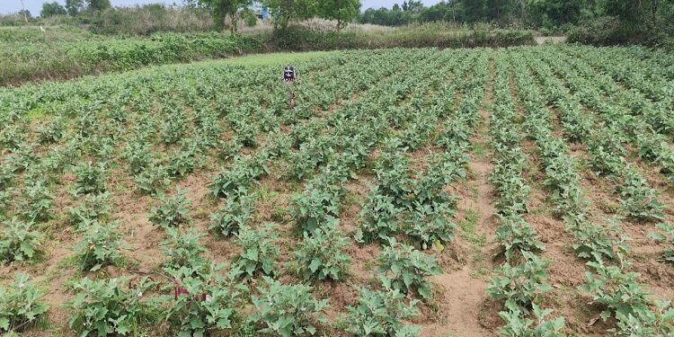 Jamshedpur continuous rains mar vegetable crops : गालूडीह क्षेत्र में लगातार बारिश से सब्जियों की फसल पर संकट, खेतों में जल जमाव से जड़ों में सड़न का खतरा