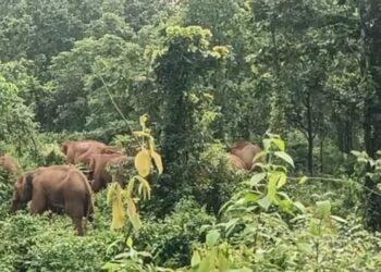 jamshedpur rural- बहरागोड़ा के गंडानाटा-चांदवा के बीच साल जंगल पहुंचा हाथियों का झुंड, दहशत