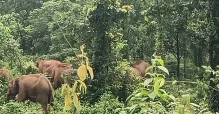 jamshedpur rural- बहरागोड़ा के गंडानाटा-चांदवा के बीच साल जंगल पहुंचा हाथियों का झुंड, दहशत jamshedpur rural- बहरागोड़ा के गंडानाटा-चांदवा के बीच साल जंगल पहुंचा हाथियों का झुंड, दहशत
