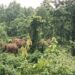 jamshedpur rural- बहरागोड़ा के गंडानाटा-चांदवा के बीच साल जंगल पहुंचा हाथियों का झुंड, दहशत